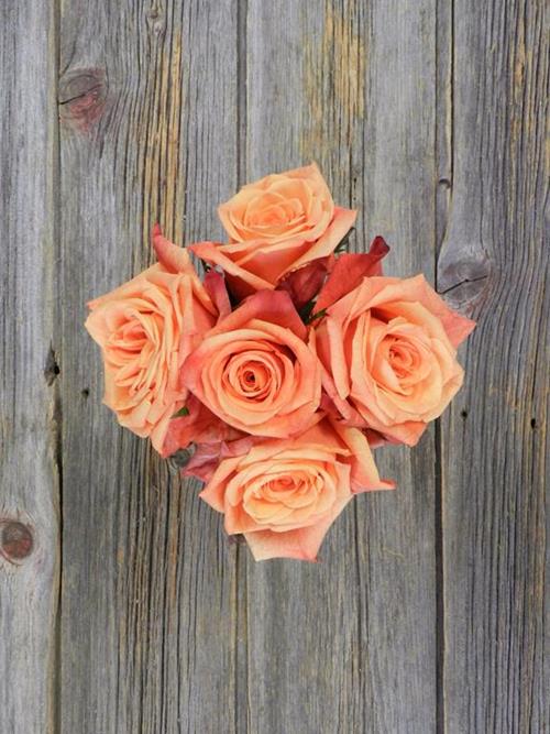 SUNSET GLORY  ORANGE ROSES